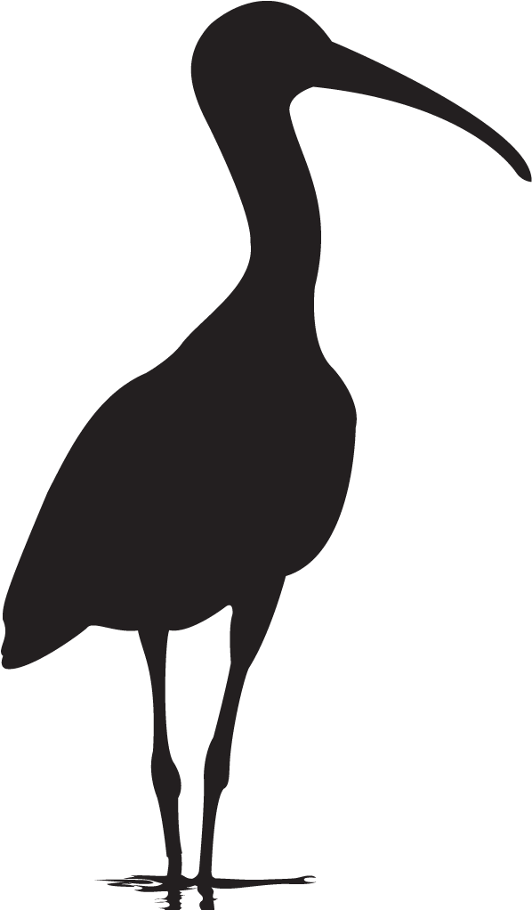 Ibis PNG Isolated File