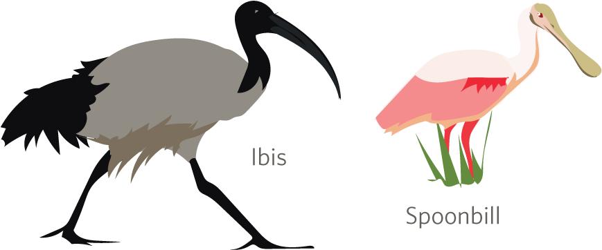 Ibis PNG Isolated HD