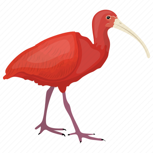 Ibis PNG Picture