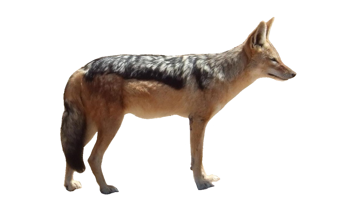 Jackal PNG HD Isolated