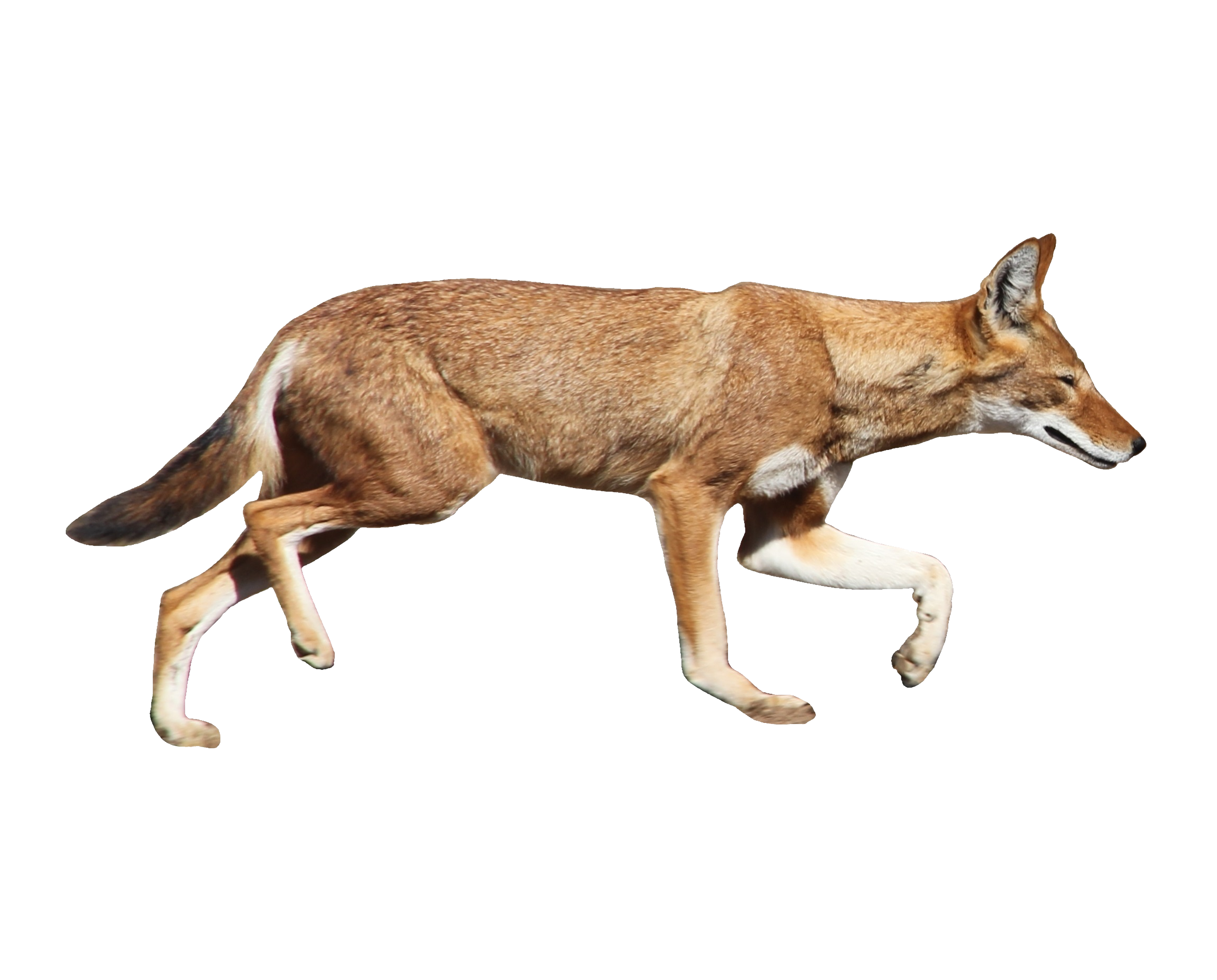 Jackal PNG Isolated Clipart