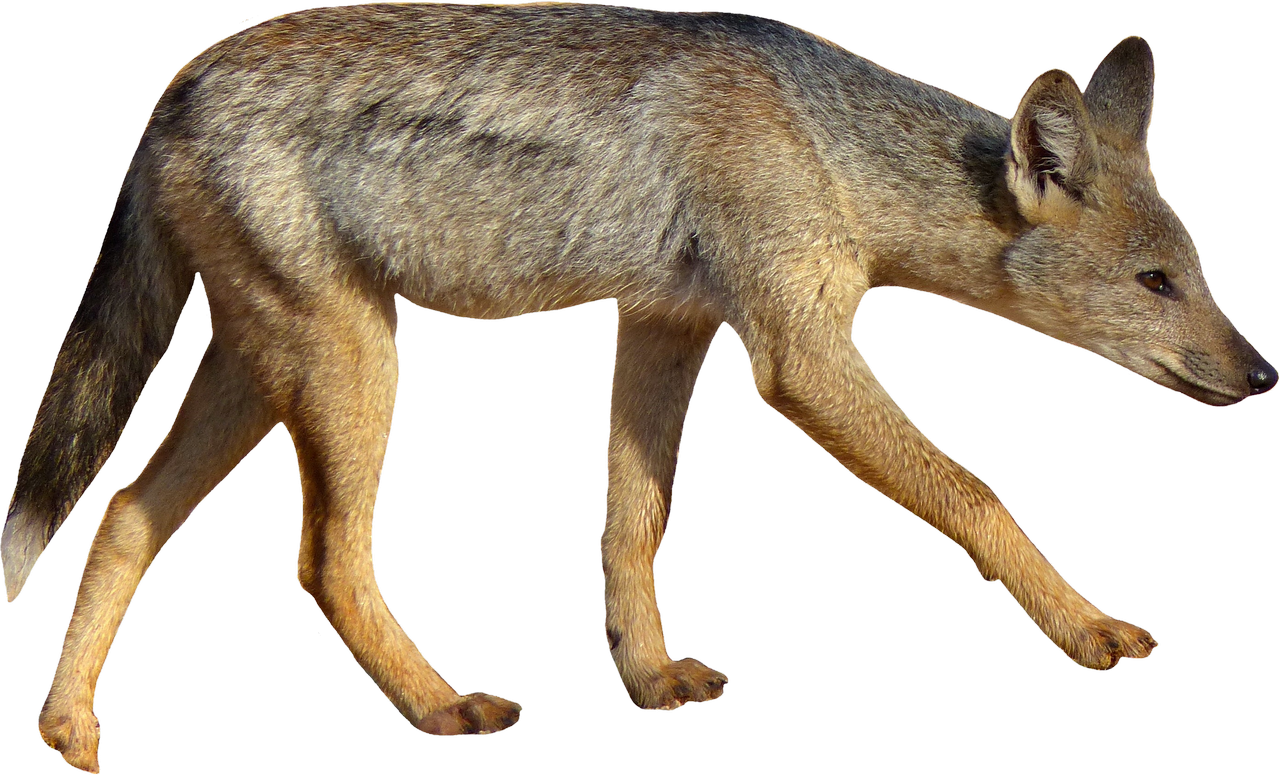 Jackal PNG Isolated HD Pictures