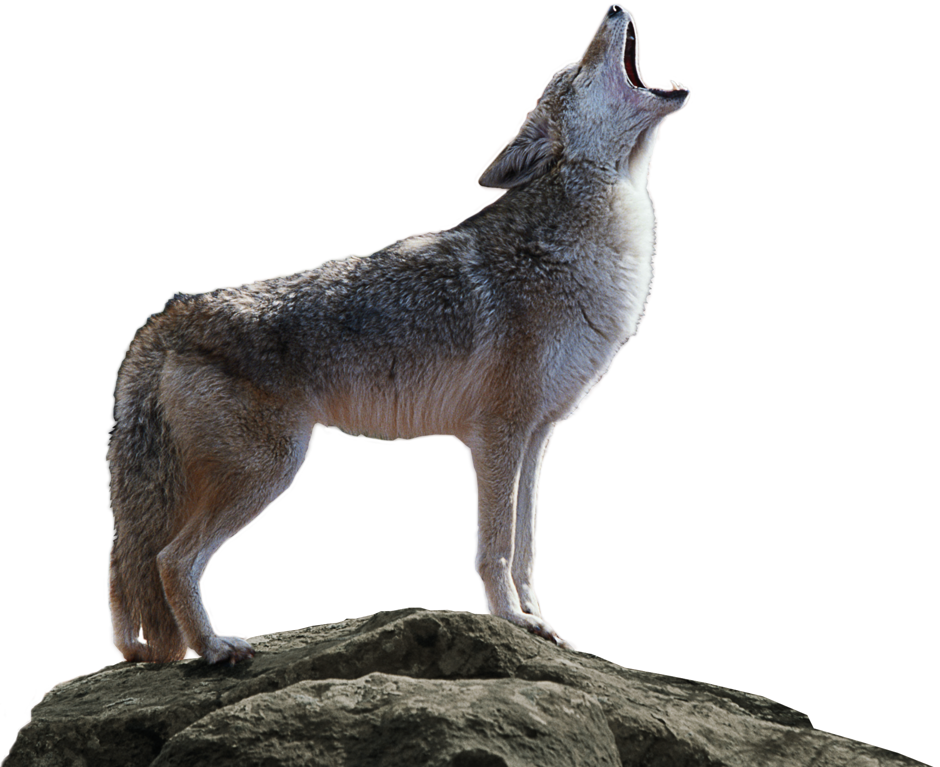 Jackal PNG Isolated Photo