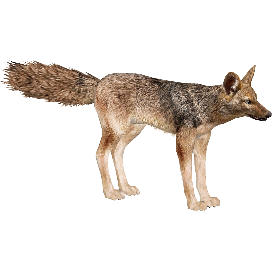 Jackal PNG Isolated Pic