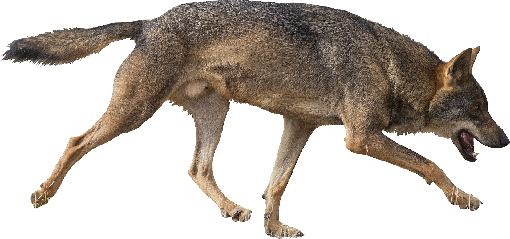 Jackal PNG Isolated Transparent Image