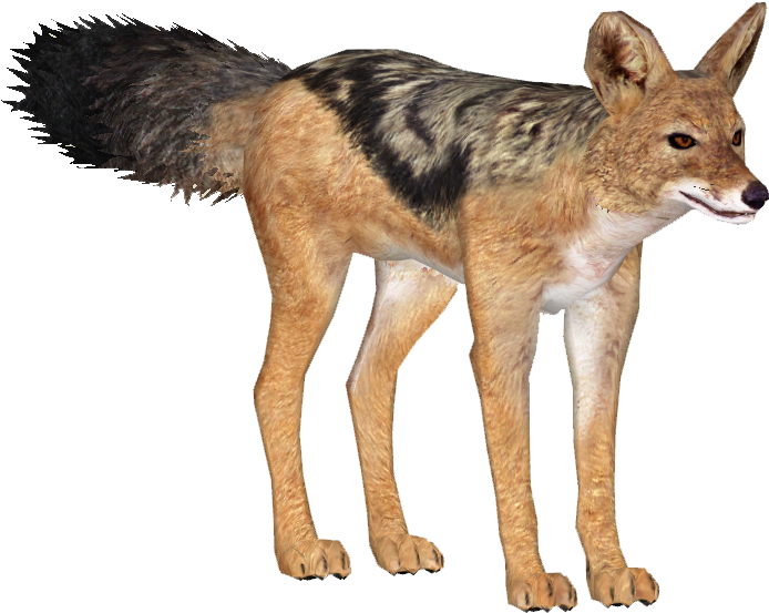 Jackals PNG Isolated File