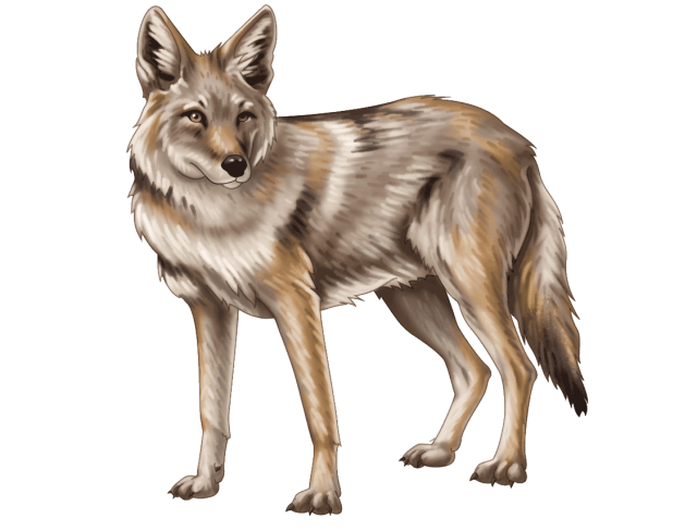 Jackals PNG Isolated HD