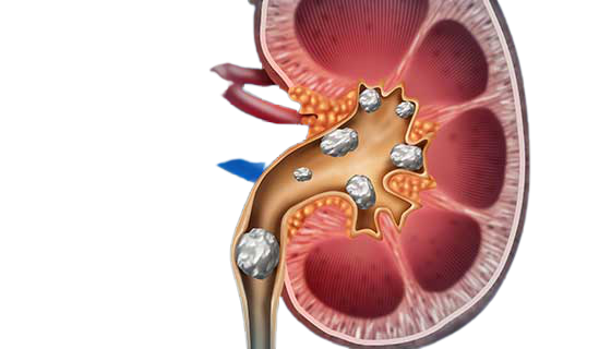 Kidney PNG Clipart