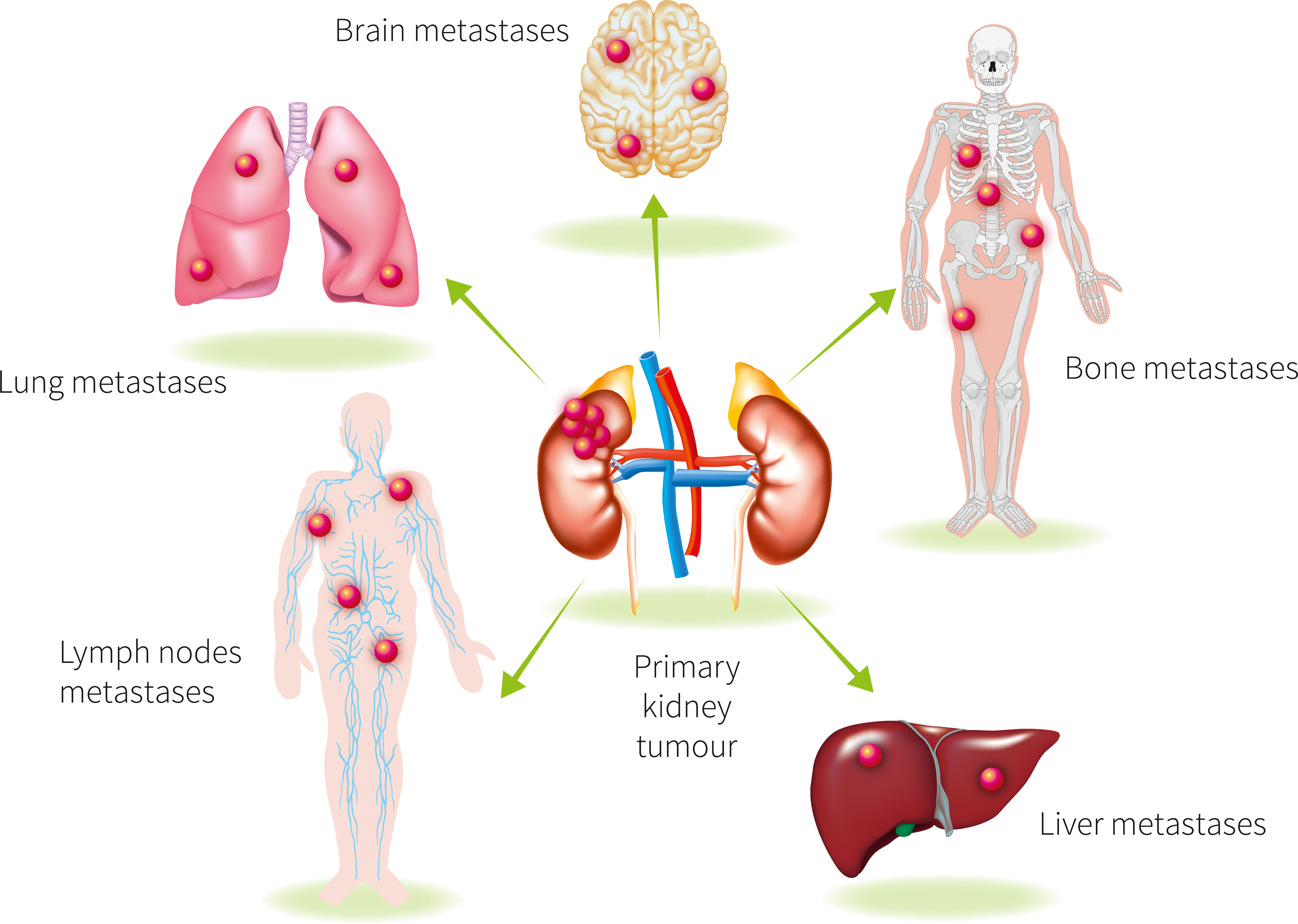 Kidney PNG Isolated Photo