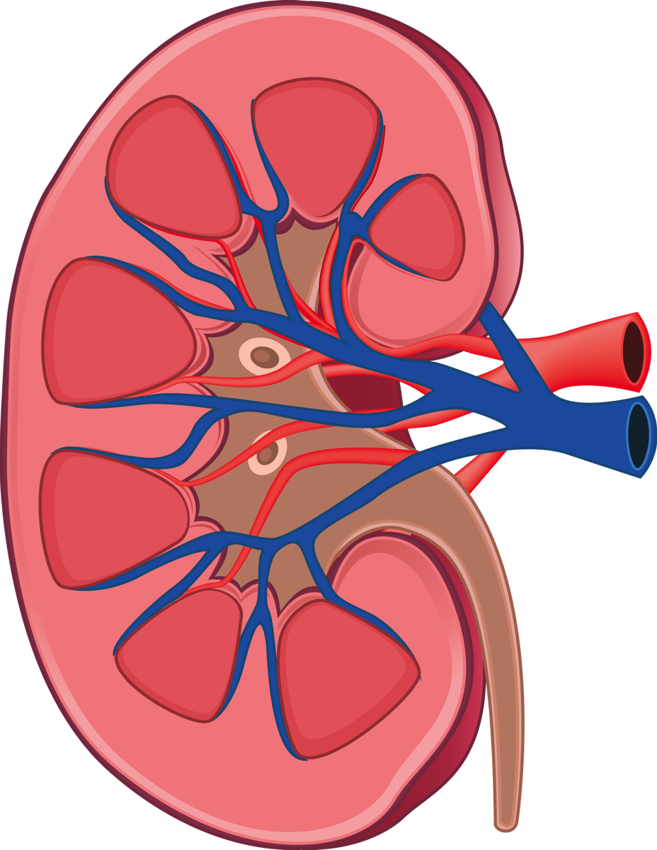 Kidney PNG Picture