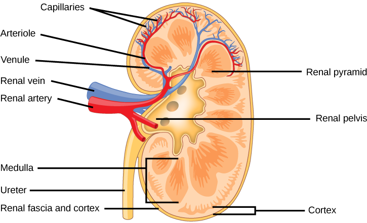 Kidney PNG Transparent