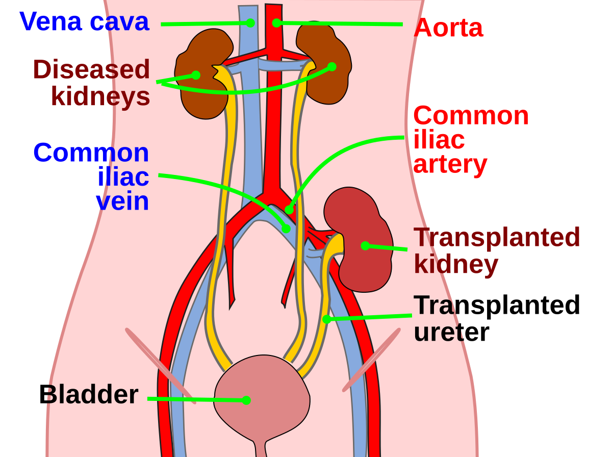 Kidney Transparent PNG