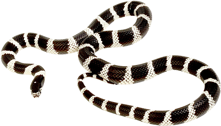 Kingsnakes PNG Isolated File