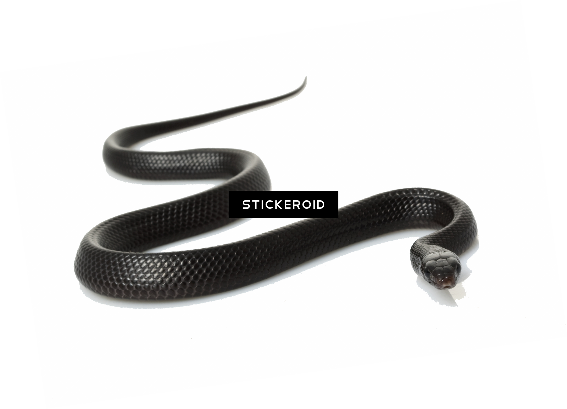 Kingsnakes PNG Isolated Image