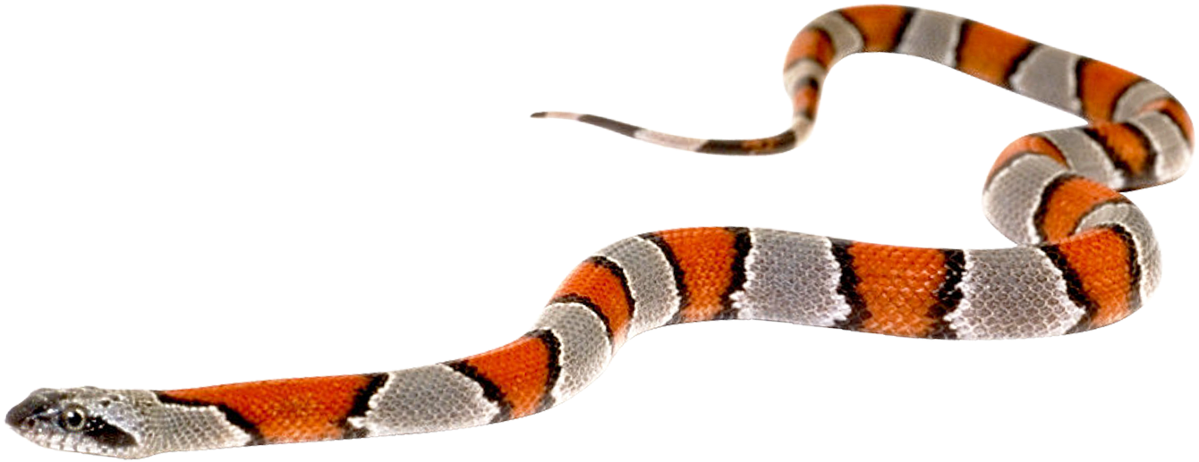 Kingsnakes PNG Isolated Pic