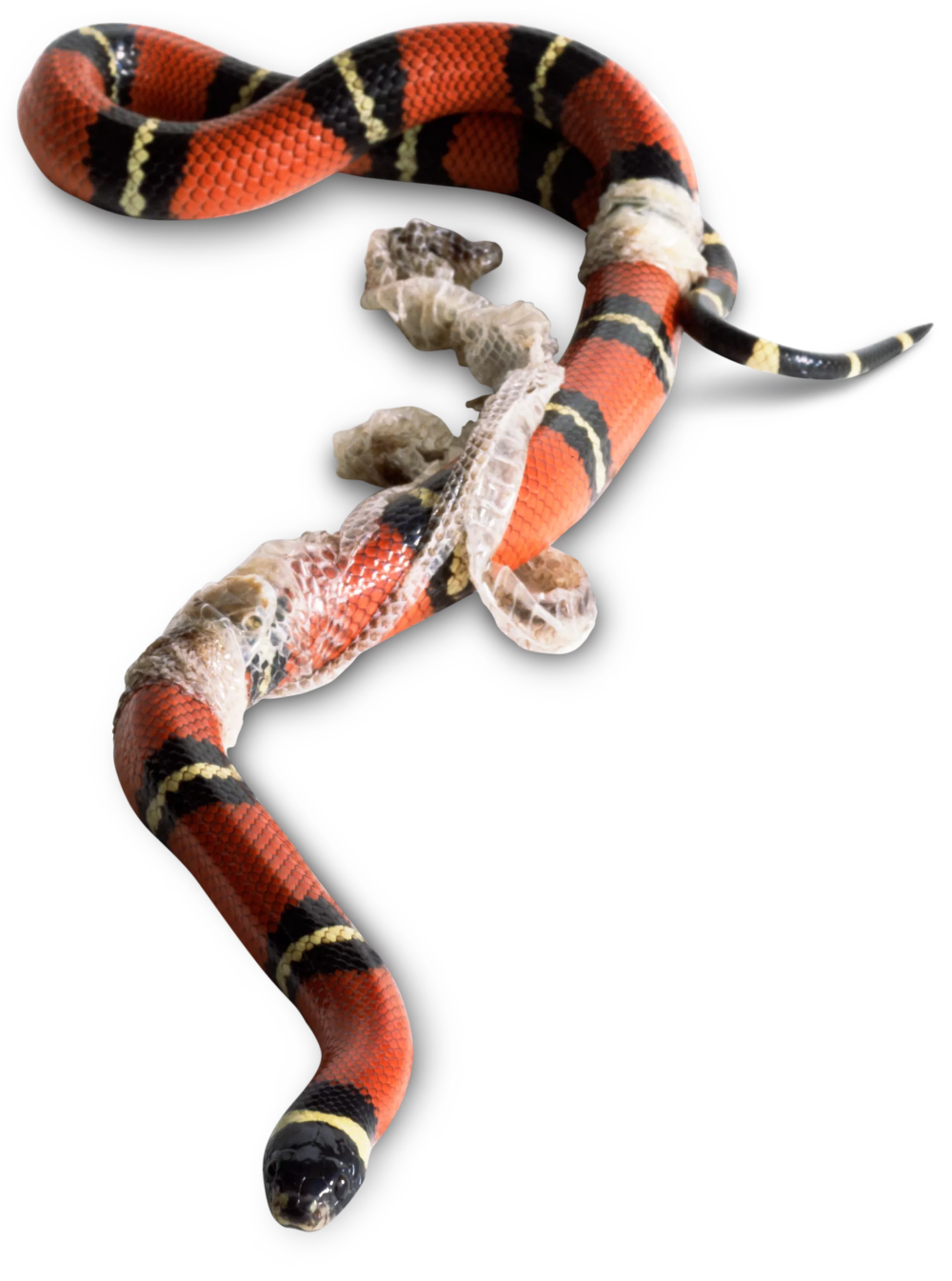 Kingsnakes PNG Photos