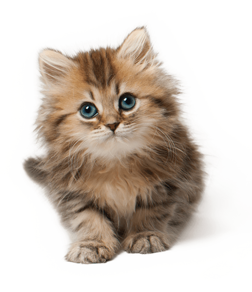 Kittens Download PNG Image
