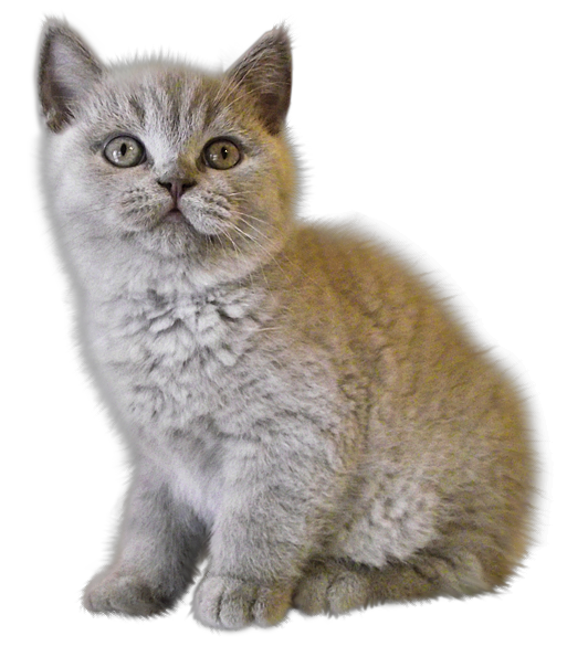 Kittens PNG Clipart