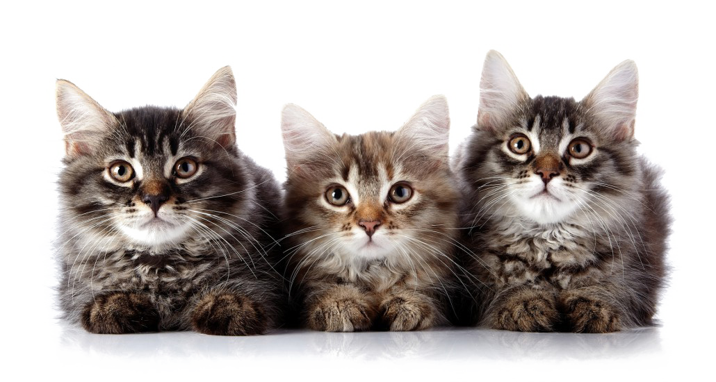 Kittens PNG File