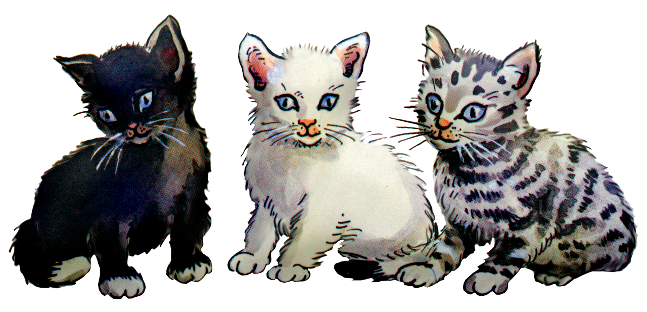 Kittens PNG Isolated Pic