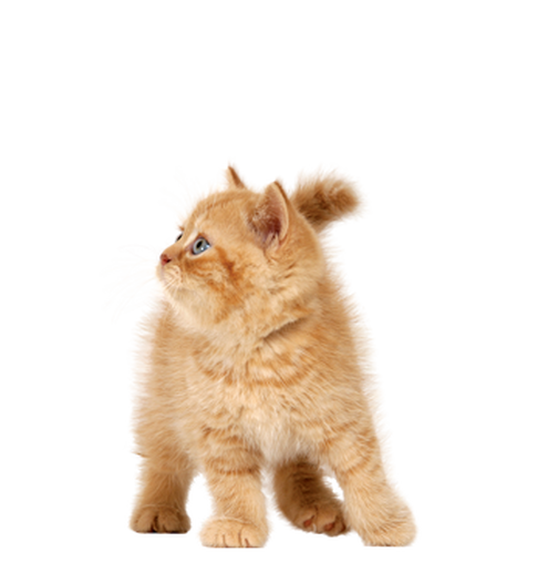 Kittens PNG Pic
