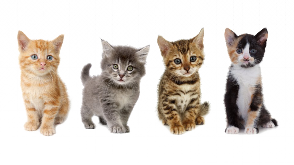 Kittens PNG Transparent