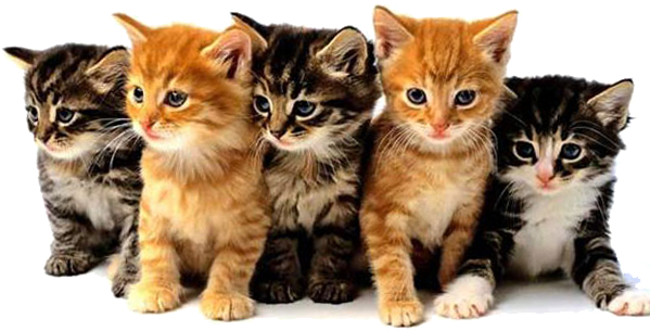 Kittens PNG