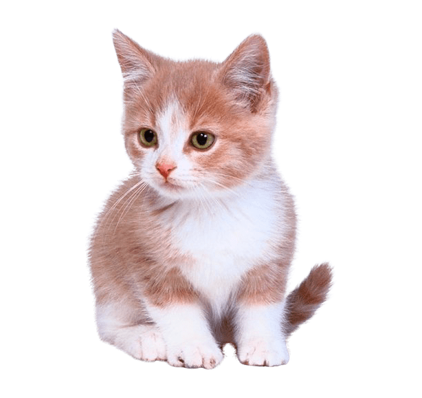 Kittens Transparent PNG
