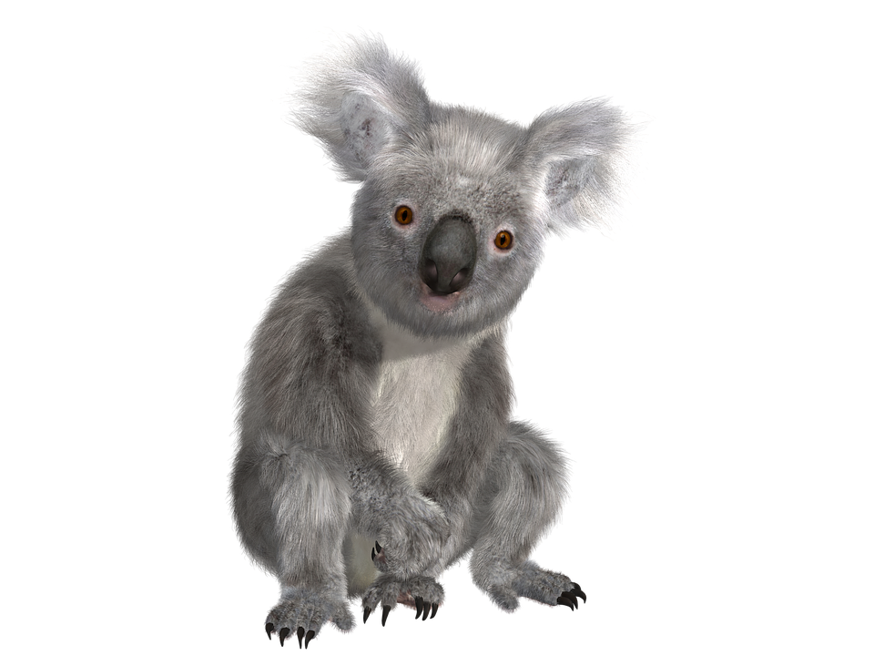 Koala Hd Download PNG Image