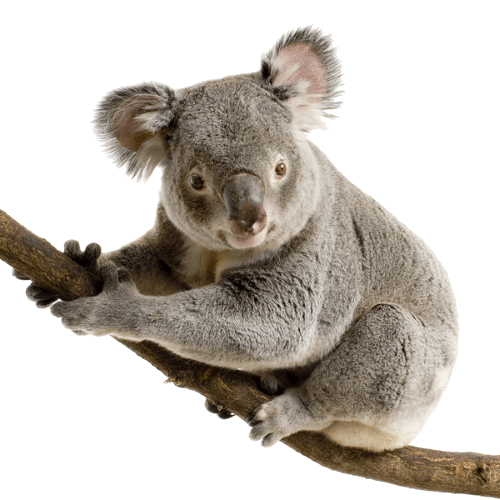 Koala Hd PNG Isolated Image