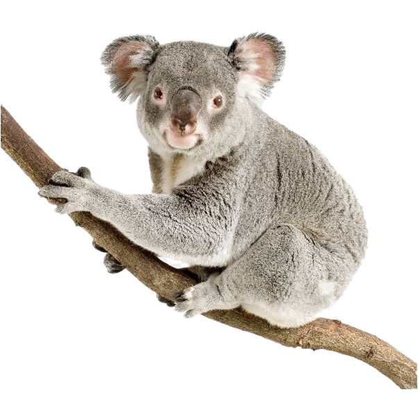 Koala Hd Transparent PNG