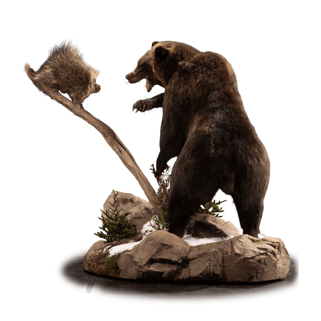 Kodiak Brown Bear PNG Clipart