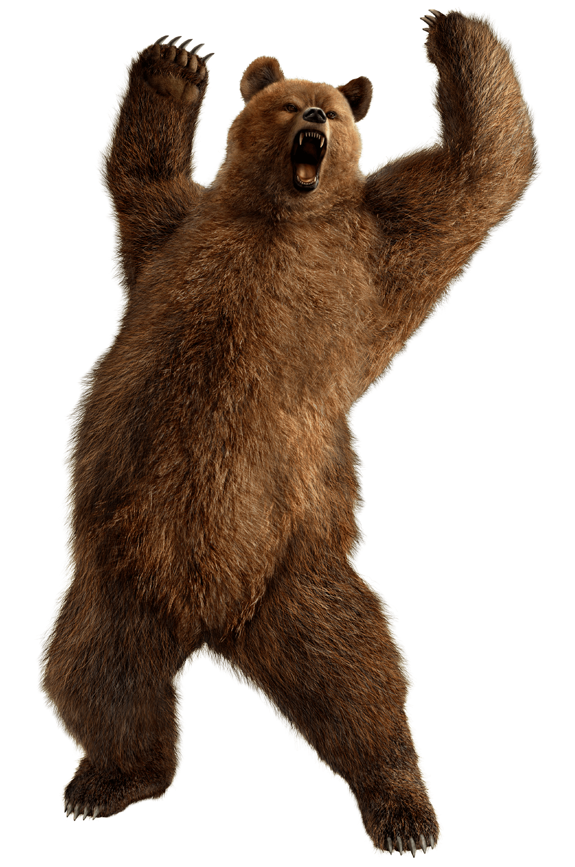 Kodiak Brown Bear PNG HD Isolated