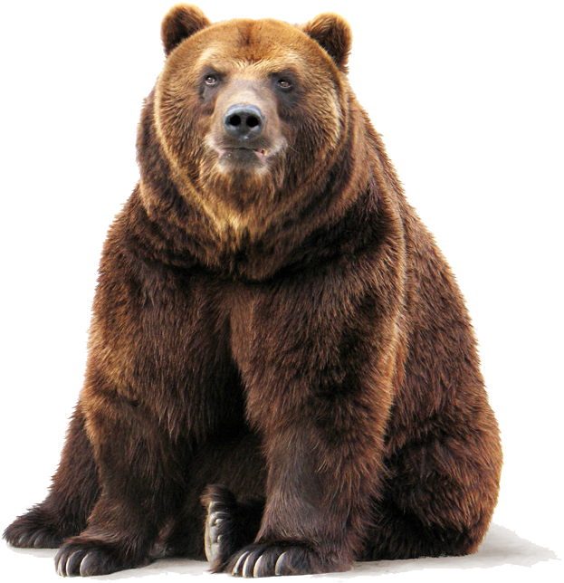 Kodiak Brown Bear PNG Isolated Pic