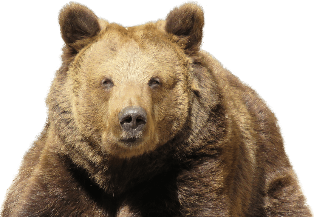 Kodiak Brown Bear PNG Transparent