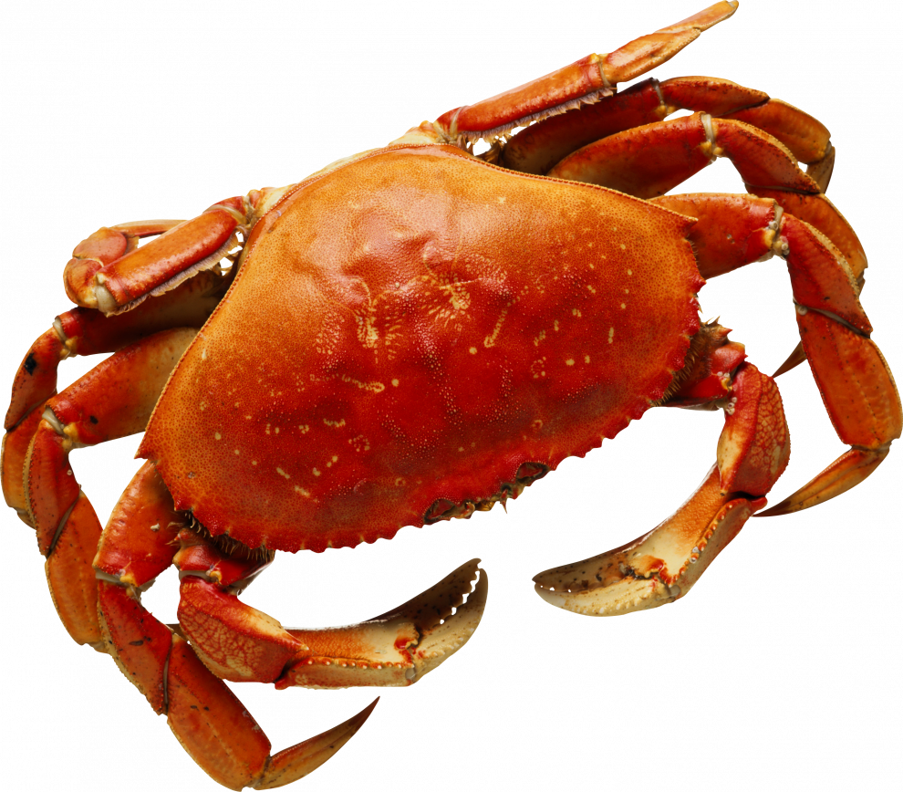 Krabby Pokemon PNG Picture