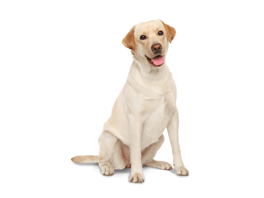 Labrador Retriever PNG Background Isolated Image