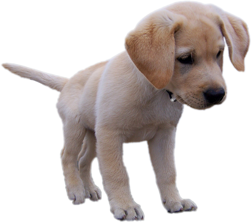 Labrador Retriever PNG Isolated Free Download