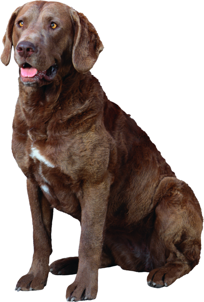 Labrador Retriever PNG Isolated HD Pictures