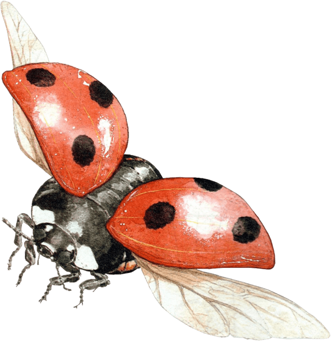 Ladybird Beetle Download PNG Image