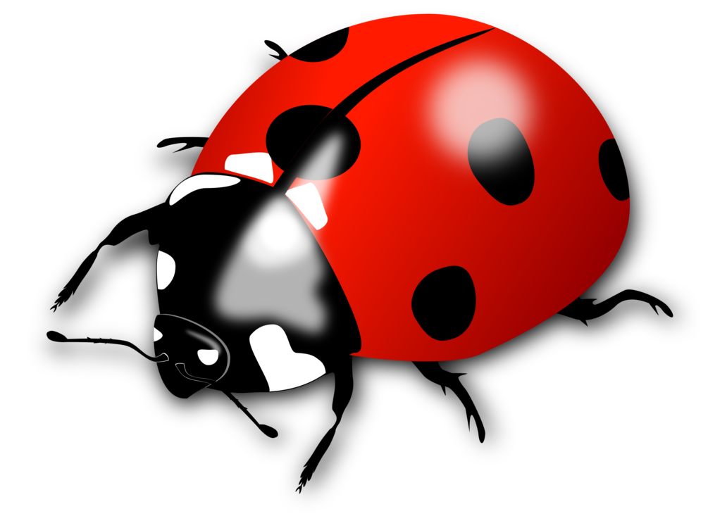 Ladybird Beetle PNG Clipart