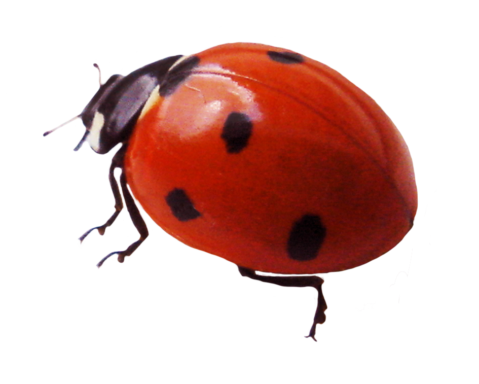 Ladybird Beetle PNG Free Download