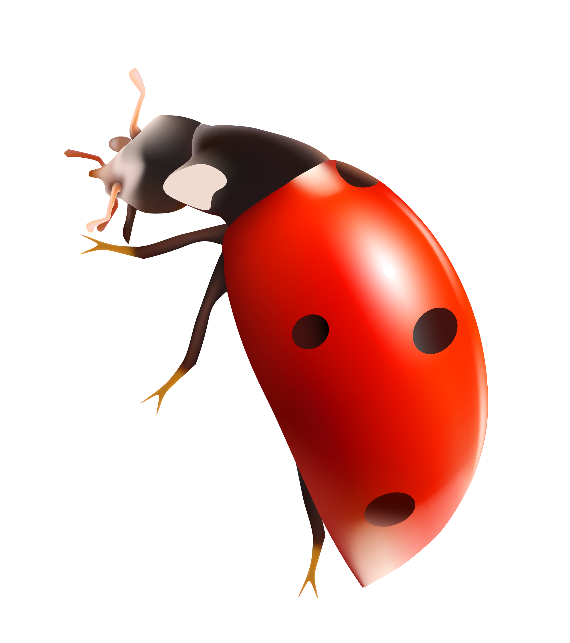 Ladybird Beetle PNG HD Isolated