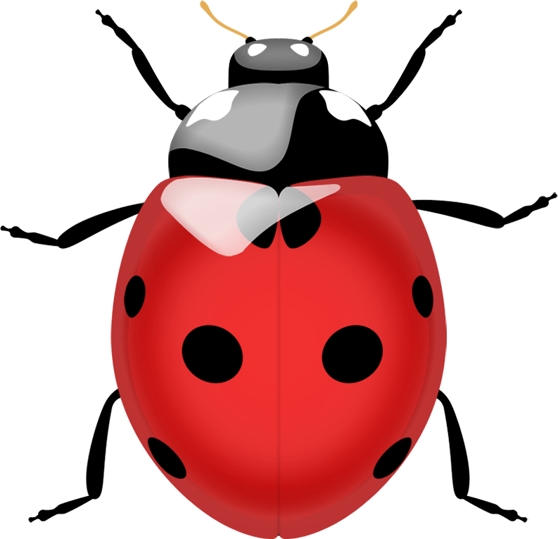 Ladybird Beetle PNG Image