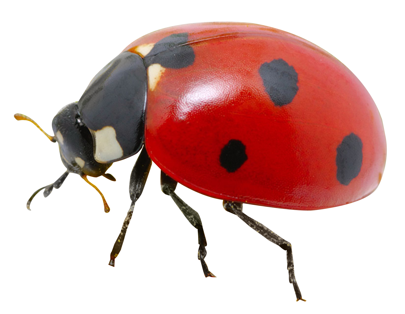Ladybird Beetle PNG Isolated HD
