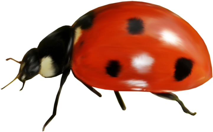 Ladybird Beetle PNG Pic