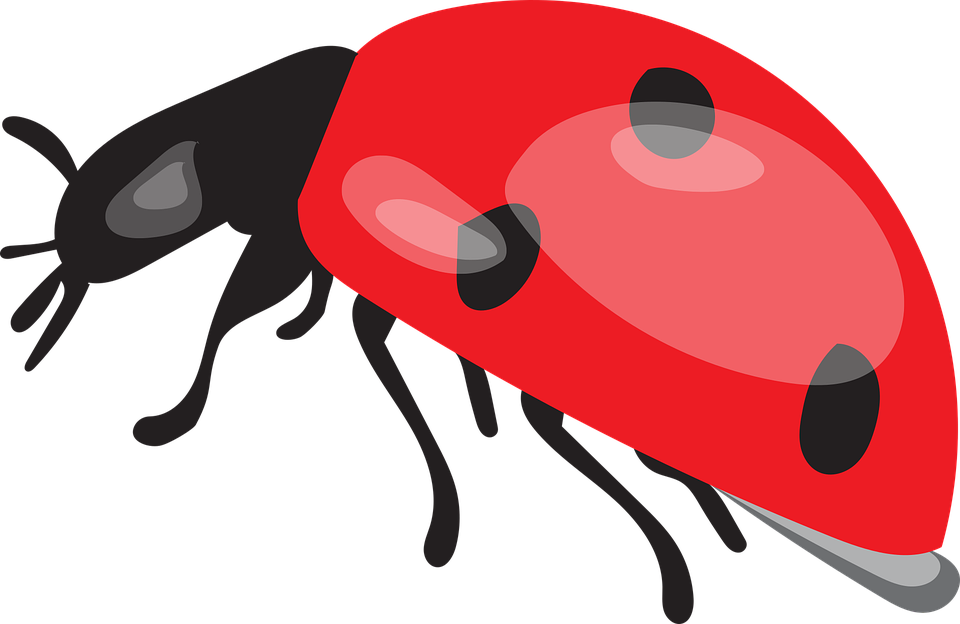 Ladybird Beetle PNG Picture
