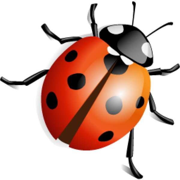 Ladybird Beetle PNG Transparent