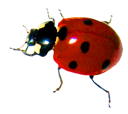 Ladybird Beetle PNG