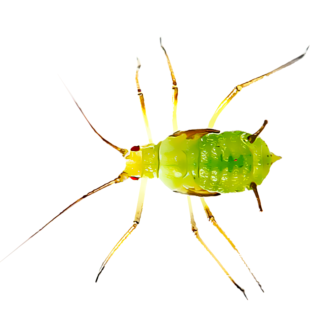 Leafhoppers PNG Clipart